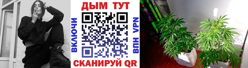 Канабис ГИДРОПОН  купить   Ярославль 